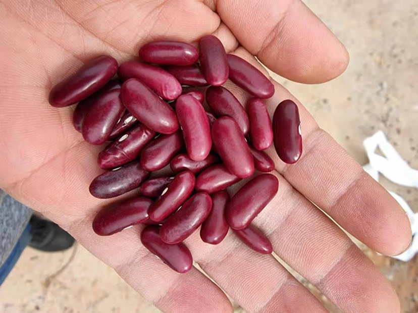 红豆  红腰豆，精选货，云南昆明发货，颗粒均匀饱满。